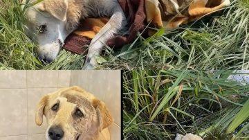 The Gentle Nudge: Unraveling the Tender World of Feline Motherhood