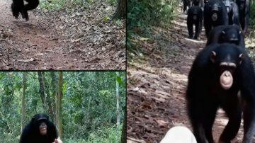 The Gentle Nudge: Unraveling the Tender World of Feline Motherhood