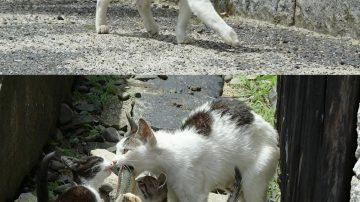 Justice Served? The Story of a Man, His Dog, and a Controversial Confrontation