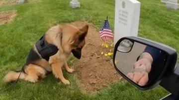 The Gentle Nudge: Unraveling the Tender World of Feline Motherhood