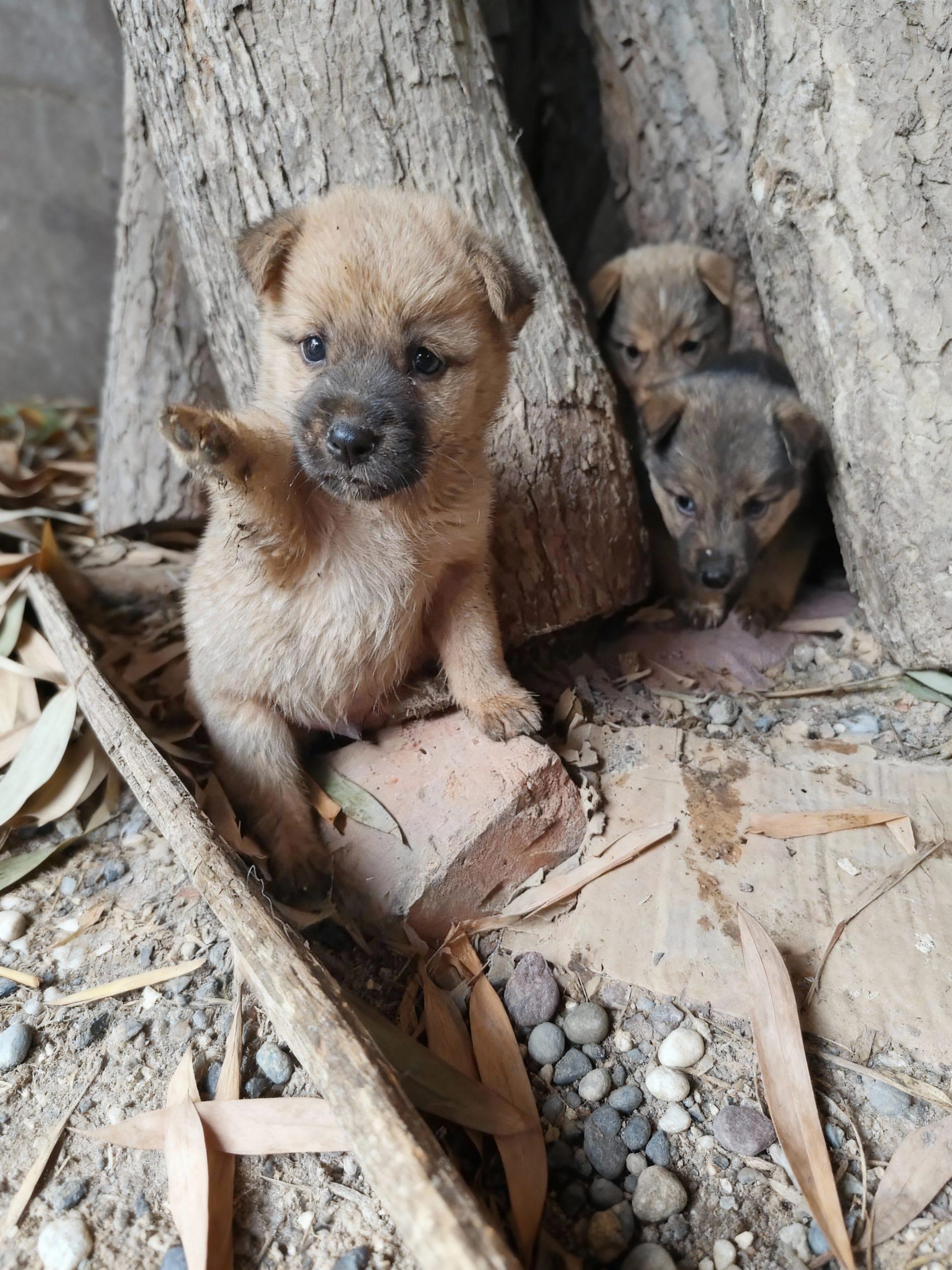 The Irresistible Charm of Unassuming Beginnings: A Glimpse into Canine Innocence