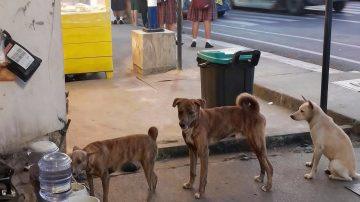 The Gentle Nudge: Unraveling the Tender World of Feline Motherhood