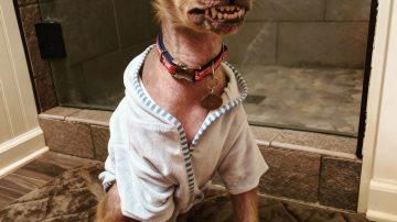 A Glimmer of Hope in the Murk: The Silent Plea of a Rescued Soul