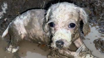 Meet the “Grinning Guardian”: A Story of Resilience and Canine Charm