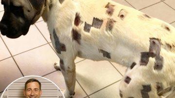 The Gentle Nudge: Unraveling the Tender World of Feline Motherhood