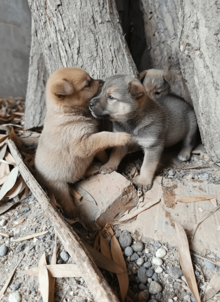 The Irresistible Charm of Unassuming Beginnings: A Glimpse into Canine Innocence