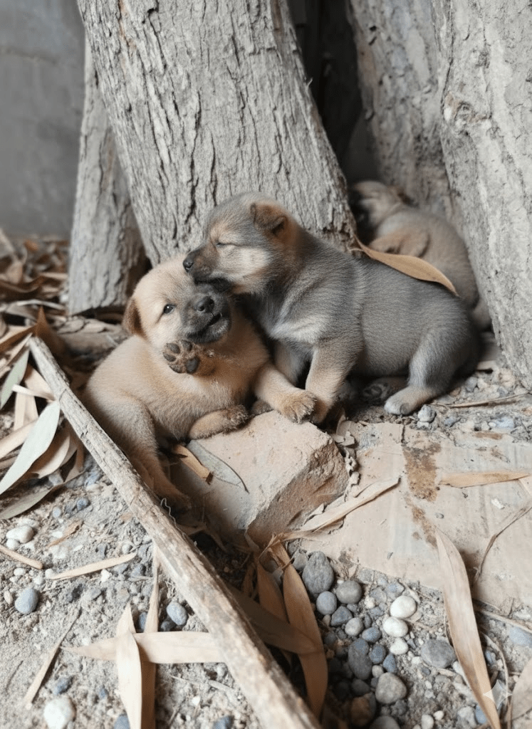 The Irresistible Charm of Unassuming Beginnings: A Glimpse into Canine Innocence