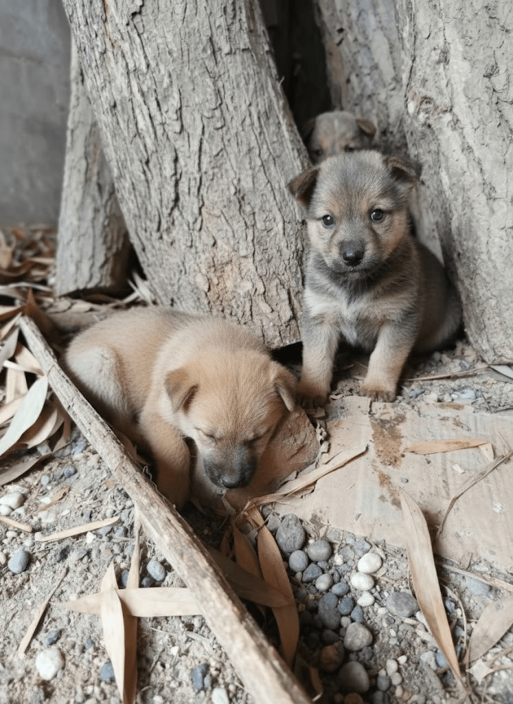 The Irresistible Charm of Unassuming Beginnings: A Glimpse into Canine Innocence