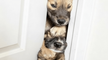 The Gentle Nudge: Unraveling the Tender World of Feline Motherhood